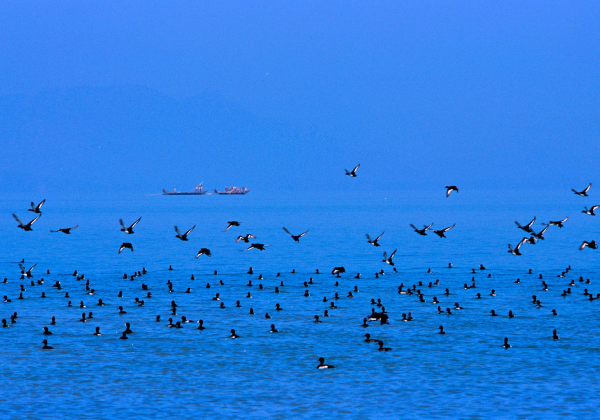 chilka lake 2