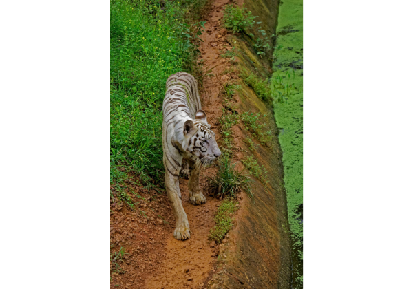 nandankanan